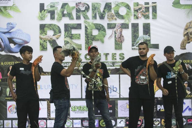 Iguana enthusiasts take part in reptile contest in Bogor BOGOR, INDONESIA - JUNE 6: Iguana enthusiasts participate in the Reptile Contest in Bogor, West Java, Indonesia, on June 6, 2026. The competition evaluated reptiles based on health, body proportions, color quality, and skin condition. Agoes Rudianto Anadolu Bogor Indonesia. Editorial use only. Please get in touch for any other usage.  Copyright: x2026xAnadoluxAgoesxRudiantox