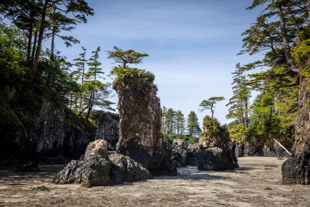 Creative Highlights World Sea Stacks and Rocky Beach Framed by Coastal Forest and Blue Sky San Josef Bay, British Columbia, Canada CR_NCJL26060353-2045004-01