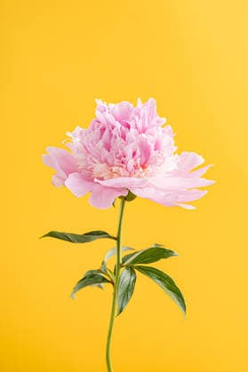 Bright pink peony flower on yellow background Bra?ov, Bra?ov, Romania CR_UUAB260603A-2044477-01