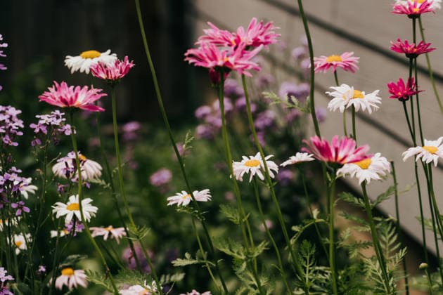 Pink and white daisies growing in a garden Sioux Falls, South Dakota, United States R_ASWE260605-2046056-01