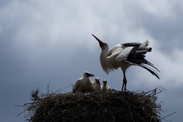 June 9, 2026, Frankfurt, Hesse, Germany: A family of storks is seen in their nest in Frankfurt am Main, Germany. Frankfurt Germany  - ZUMAb332 20260609_zip_b332_013 Copyright: xMatiasxBasualdox