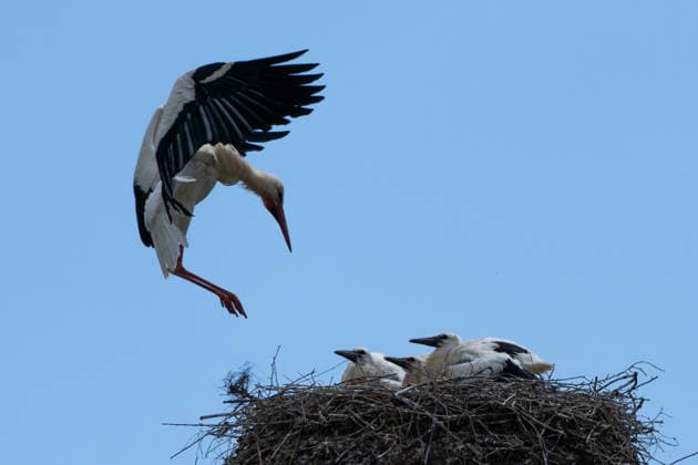June 9, 2026, Frankfurt, Hesse, Germany: A family of storks is seen in their nest in Frankfurt am Main, Germany. Frankfurt Germany - ZUMAb332 20260609_zip_b332_024 Copyright: xMatiasxBasualdox
