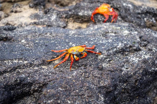 Creative Highlights World Ein leuchtend roter Sally-Lightfoot-Krabbe auf den Felsen der Insel Isabela, Galapagos, Ecuador A bright sally lightfoot crab walks over the rocky shoreline of Isabela Island, with the ocean behind it, Galapagos, Ecuador (License=RF) Copyright: xZoonar.com LaurentxDavoustx 25160956
