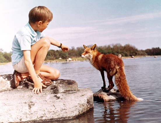 Tjorven, Batsman, and Moses (1964) - filmstill Pelle (Stephen Lindholm) mit dem Fuchs Tjorven, Batsman, and Moses (1964) EDITORIAL USE ONLY Copyright: xCAP SFSx