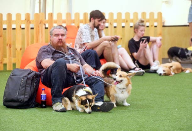 RECORD DATE NOT STATED Owners with their Welsh Corgi dogs sit in beanbag chairs during the Corgiia: Corgi Race festival, organized to mark the fourth celebration of International Corgi Day, at the Pawwer dog sports arena in Kyiv, Ukraine, on June 6, 2026 (Photo by Volodymyr Tarasov Ukrinform) Corgi Race festival held in Kyiv  Copyright: xVolodymyrxTarasovx