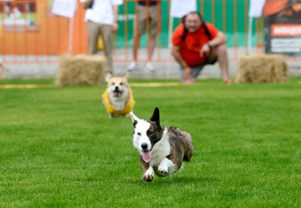 RECORD DATE NOT STATED Welsh Corgi dogs race over a 40-meter course during a dog race at the Corgiia: Corgi Race festival, organized to mark the fourth celebration of International Corgi Day, at the Pawwer dog sports arena in Kyiv, Ukraine, on June 6, 2026 (Photo by Volodymyr Tarasov Ukrinform) Corgi Race festival held in Kyiv  Copyright: xVolodymyrxTarasovx