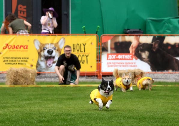 RECORD DATE NOT STATED Welsh Corgi dogs race over a 40-meter course during a dog race at the Corgiia: Corgi Race festival, organized to mark the fourth celebration of International Corgi Day, at the Pawwer dog sports arena in Kyiv, Ukraine, on June 6, 2026 (Photo by Volodymyr Tarasov Ukrinform) Corgi Race festival held in Kyiv  Copyright: xVolodymyrxTarasovx