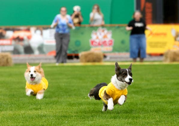 RECORD DATE NOT STATED Welsh Corgi dogs race over a 40-meter course during a dog race at the Corgiia: Corgi Race festival, organized to mark the fourth celebration of International Corgi Day, at the Pawwer dog sports arena in Kyiv, Ukraine, on June 6, 2026 (Photo by Volodymyr Tarasov Ukrinform) Corgi Race festival held in Kyiv  Copyright: xVolodymyrxTarasovx