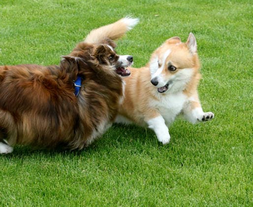 RECORD DATE NOT STATED Welsh Corgi dogs play during the Corgiia: Corgi Race festival, organized to mark the fourth celebration of International Corgi Day, at the Pawwer dog sports arena in Kyiv, Ukraine, on June 6, 2026 (Photo by Volodymyr Tarasov Ukrinform) Corgi Race festival held in Kyiv  Copyright: xVolodymyrxTarasovx