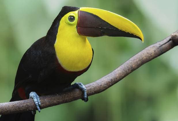 Swainson-Tukan oder Braunrückentukan auf Ast sitzend, Braulio Carrillo, Costa Rica Swainson toucan or brownback toucan sitting on branch, Braulio Carrillo, Costa Rica Copyright: imageBROKER KernxPictures ibxkkn17954353.jpg