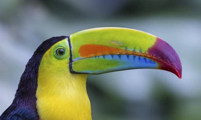 Fischertukan auch Regenbogentukan oder Keel-billed Toucan mit seinem farbenprächtigen Schnabel, Braulio Carrillo, Costa Rica Fishing toucan also rainbow toucan or keel-billed Toucan with his colorful beak, Braulio Carrillo, Costa Rica Copyright: imageBROKER KernxPictures ibxkkn17954399.jpg