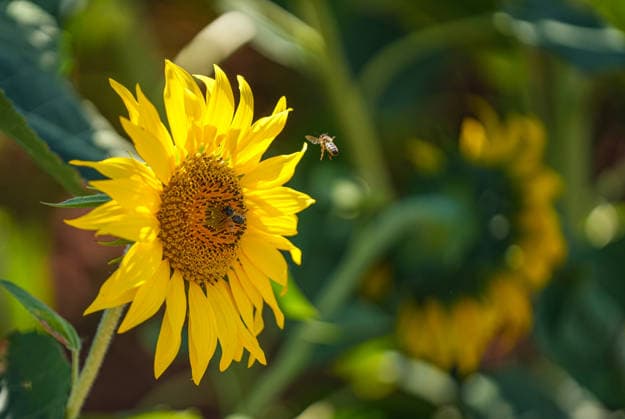 Andalusia will exceed 195,000 hectares sown with sunflower this season, 20 more A bee on a sunflower A June 11, 2026, in Seville Andalusia, Spain The sunflower season in Andalusia starts with good general expectations, as reported by Cooperativas Agro alimentarias de Andalucía and it is estimated that the figure is consolidated above 195,000 hectares throughout Andalusia 11 JUNE 2026 María José Ló Sevilla Andalucia Sevilla Andalucia Andalucia Espana  Copyright: xMariaxJosÃ xLopezx 7590085