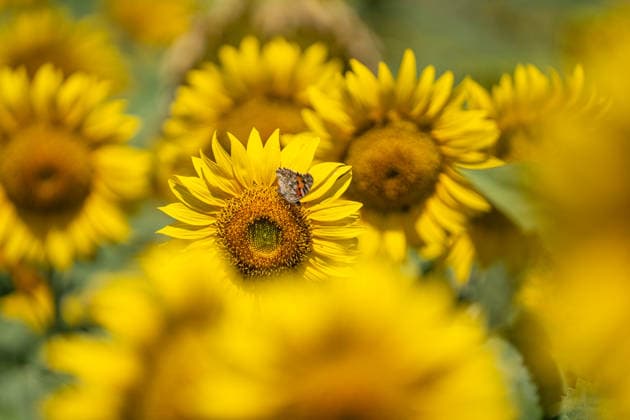Andalusia will exceed 195,000 hectares sown with sunflower this season, 20 more A butterfly in a sunflower field On June 11, 2026, in Seville Andalusia, Spain The sunflower season in Andalusia starts with good general expectations, as reported by Cooperativas Agro alimentarias de Andalucía and it is estimated that the figure will be consolidated above 195,000 hectares throughout Andalusia 11 JUNE 2026 María José Ló Sevilla Andalucia Sevilla Andalucia Espana  Copyright: xMariaxJosÃ xLopezx 7590068