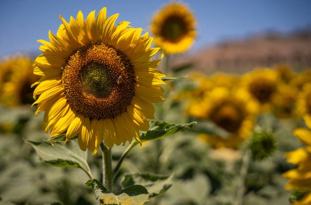 Andalusia will exceed 195,000 hectares sown with sunflower this season, 20 more Sunflower field On June 11, 2026, in Seville Andalusia, Spain The sunflower season in Andalusia starts with good general expectations, as reported by Cooperativas Agro alimentarias de Andalucía and it is estimated that the figure is consolidated above 195,000 hectares throughout Andalusia 11 JUNE 2026 María José Ló Sevilla Andalucia Sevilla Andalucia Andalucia Spain  Copyright: xMariaxJosÃ xLopezx 7590098