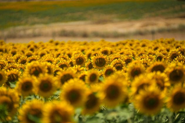 Andalusia will exceed 195,000 hectares sown with sunflower this season, 20 more Sunflower field On June 11, 2026, in Seville Andalusia, Spain The sunflower season in Andalusia starts with good general expectations, as reported by Cooperativas Agro alimentarias de Andalucía and it is estimated that the figure is consolidated above 195,000 hectares throughout Andalusia 11 JUNE 2026 María José Ló Sevilla Andalucia Sevilla Andalucia Andalucia Spain  Copyright: xMariaxJosÃ xLopezx 7590110