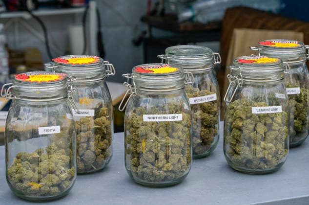 Cannabis-Blüten ohne THC nur CBD, Mary Jane Berlin - Cannabis Messe 2026, Messegelände, Westend, Charlottenburg, Berlin, Deutschland *** Cannabis flowers without THC only CBD, Mary Jane Berlin Cannabis Fair 2026, Exhibition Center, Westend, Charlottenburg, Berlin, Germany