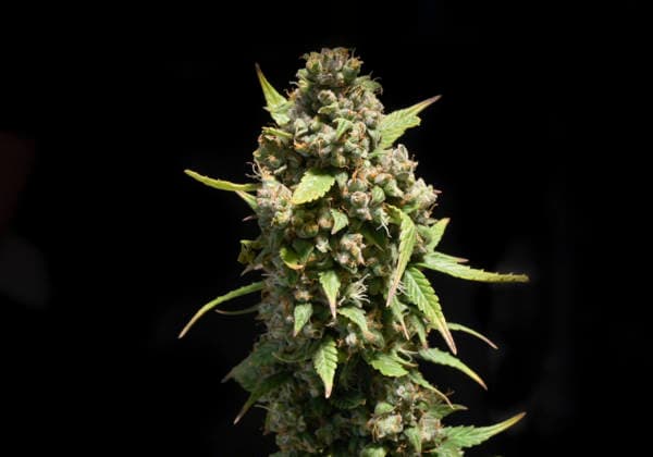 Blüte einer Cannabis-Pflanze, Mary Jane Berlin - Cannabis Messe 2026, Messegelände, Westend, Charlottenburg, Berlin, Deutschland *** Flower of a cannabis plant, Mary Jane Berlin Cannabis Fair 2026, Exhibition Center, Westend, Charlottenburg, Berlin, Germany