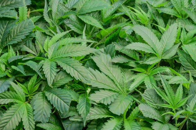 Cannabis-Pflanzen, Blätter, Mary Jane Berlin - Cannabis Messe 2026, Messegelände, Westend, Charlottenburg, Berlin, Deutschland *** Cannabis plants, leaves, Mary Jane Berlin Cannabis Fair 2026, exhibition grounds, Westend, Charlottenburg, Berlin, Germany