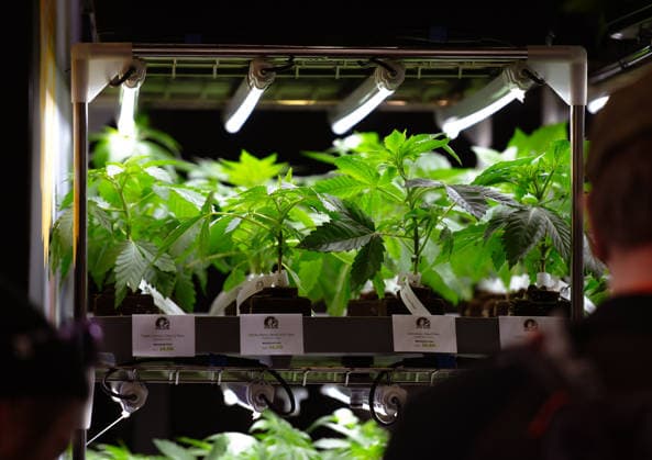 News Bilder des Tages 13.06.2026, xlakx, Entertainment, Mary Jane Berlin 2026 v.l. Cannabis-Jungpflanzen werden in einem beleuchteten Präsentationsregal ausgestellt.Die Veranstaltung präsentiert Aussteller aus den Bereichen Cannabis, Medizin, Lifestyle und Hanfprodukte. Berlin *** 13 06 2026, xlakx, Entertainment, Mary Jane Berlin 2026 v l Cannabis young plants are exhibited in a lighted presentation shelf The event presents exhibitors from the cannabis, medicine, lifestyle and hemp products sectors Berlin Daniel Lakomski
