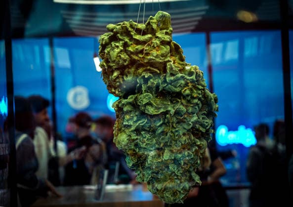 13.06.2026, xlakx, Entertainment, Mary Jane Berlin 2026 v.l. Eine große Cannabisblüten-Installation hängt in einer Vitrine. Die Veranstaltung präsentiert Aussteller aus den Bereichen Cannabis, Medizin, Lifestyle und Hanfprodukte. Berlin *** 13 06 2026, xlakx, Entertainment, Mary Jane Berlin 2026 v l A large cannabis flower installation hangs in a display case The event presents exhibitors from the fields of cannabis, medicine, lifestyle and hemp products Berlin Daniel Lakomski