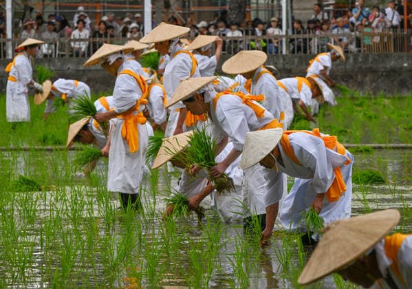 Osaka keeps centuries old Otaue Rice Festival alive OSAKA, JAPAN - JUNE 14: Local residents acting as ceremonial rice planters (kaeshi) wade through the muddy water of a sacred paddy field to plant blessed seedlings during the historic Otaue Rice Planting Festival (Otaue Shinji) at Sumiyoshi Taisha Shrine in southern Osaka, Japan, on June 14, 2026. The ancient agricultural ritual, officially designated as an Important Intangible Folk Cultural Property of Japan, reaches its dramatic climax as these community members manually plant the new crop while traditional musical, warrior, and theatrical performances are held simultaneously around the field to invoke a bountiful autumn harvest. Artur Widak Anadolu Osaka Japan. Editorial use only. P  Copyright: x2026xAnadoluxArturxWidakx