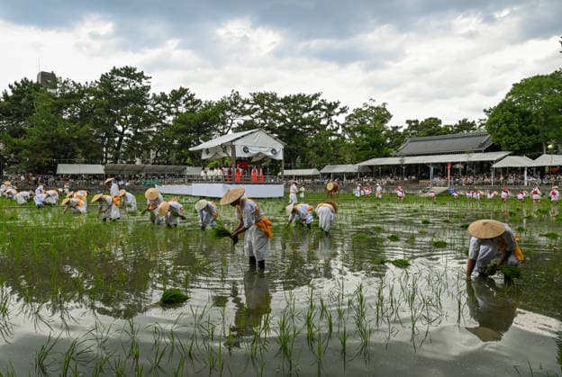 Osaka keeps centuries old Otaue Rice Festival alive OSAKA, JAPAN - JUNE 14: Local residents acting as ceremonial rice planters (kaeshi) wade through the muddy water of a sacred paddy field to plant blessed seedlings during the historic Otaue Rice Planting Festival (Otaue Shinji) at Sumiyoshi Taisha Shrine in southern Osaka, Japan, on June 14, 2026. The ancient agricultural ritual, officially designated as an Important Intangible Folk Cultural Property of Japan, reaches its dramatic climax as these community members manually plant the new crop while traditional musical, warrior, and theatrical performances are held simultaneously around the field to invoke a bountiful autumn harvest. Artur Widak Anadolu Osaka Japan. Editorial use only. P  Copyright: x2026xAnadoluxArturxWidakx