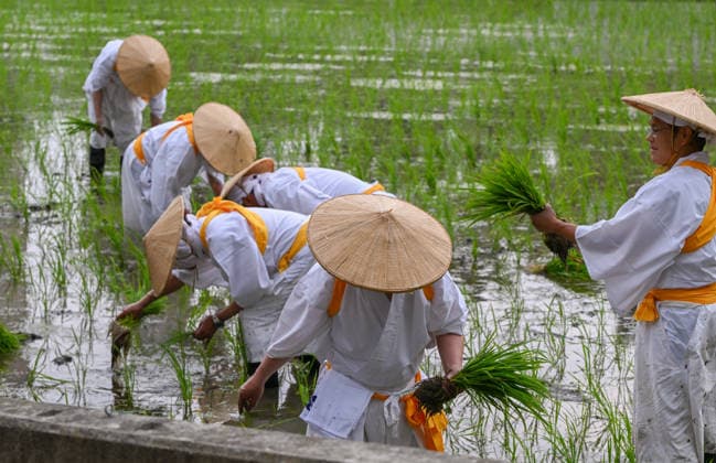 Osaka keeps centuries old Otaue Rice Festival alive OSAKA, JAPAN - JUNE 14: Ceremonial rice planters (kaeshi) wearing conical straw hats (sugegasa) work in unison to press blessed green seedlings into the flooded mud of the sacred paddy field during the historic Otaue Rice Planting Festival (Otaue Shinji) at Sumiyoshi Taisha Shrine in southern Osaka, Japan, on June 14, 2026. This intensive manual cultivation forms the core of the ancient agricultural ritual—officially designated as an Important Intangible Folk Cultural Property of Japan—bringing local community members together to pray for a bountiful autumn harvest. Artur Widak Anadolu Osaka Japan. Editorial use only. Please get in touch for any other usage.  Copyright: x2026xAnadoluxArturxWidakx