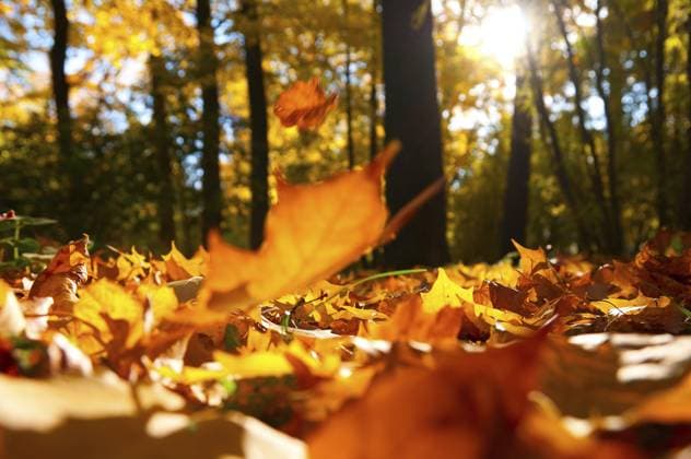 Gefallene Blätter im Herbstwald bei sonnigem Wetter Fallen leaves in autumn forest at sunny weather Copyright: imageBROKER SergeyxPeterman ibxiqx17558277.jpg