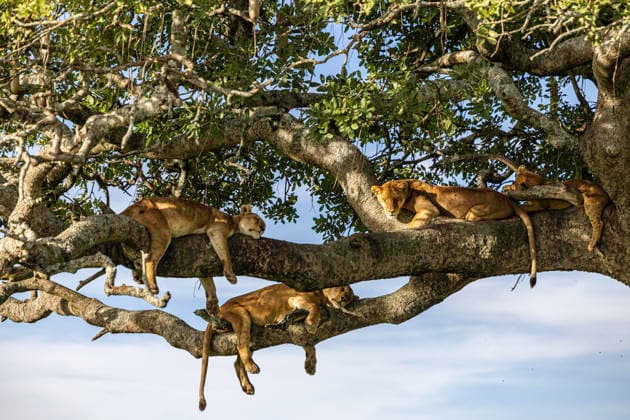 Creative Highlights World The Tree Of Sleeping Lions Seronera, Mara Region, Tanzania CR_JFZH260614-2013620-01