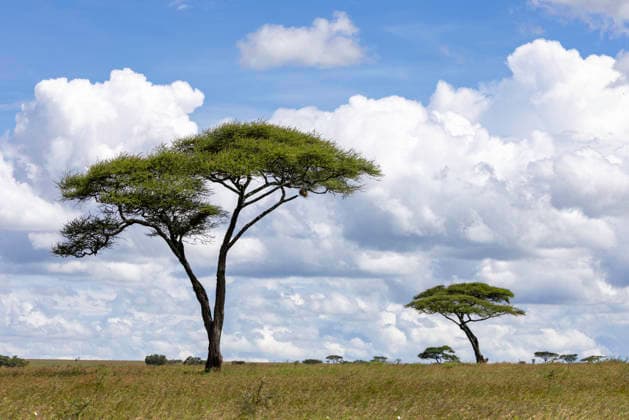Umbrella Acacias Beneath Towering Clouds Seronera, Mara Region, Tanzania CR_JFZH260614-2013627-01