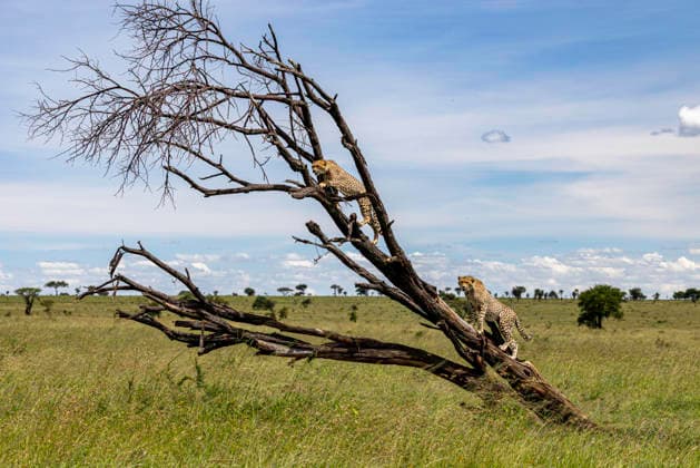 Two Cheetahs Climbing Fallen Savannah Tree Seronera, Mara Region, Tanzania CR_JFZH260614-2013647-01