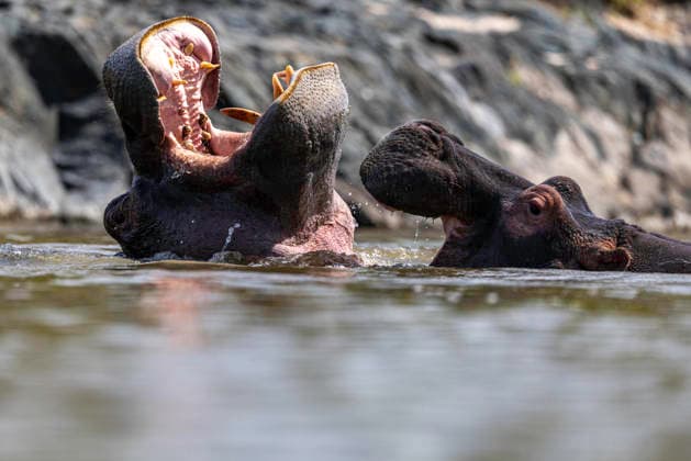 Creative Highlights World Two Hippopotamuses Displaying Territorial Behaviour Seronera, Mara Region, Tanzania CR_JFZH260614-2013655-01