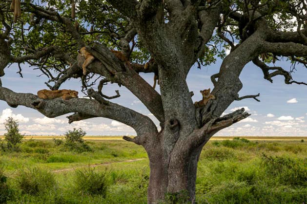 The Tree Of Sleeping Lions Seronera, Mara Region, Tanzania CR_JFZH260614-2013672-01