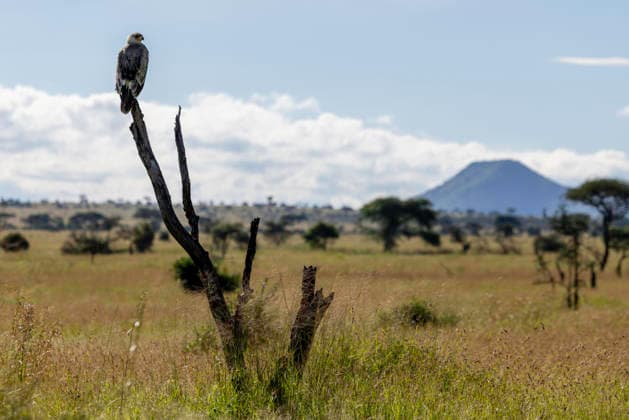 The Sentinel Watches Endless Horizons Seronera, Mara Region, Tanzania CR_JFZH260614-2013696-01