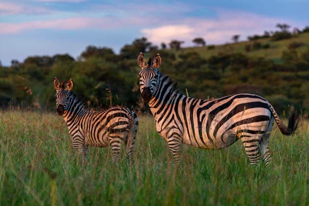 Two Zebras Beneath African Skies Seronera, Mara Region, Tanzania CR_JFZH260614-2013700-01