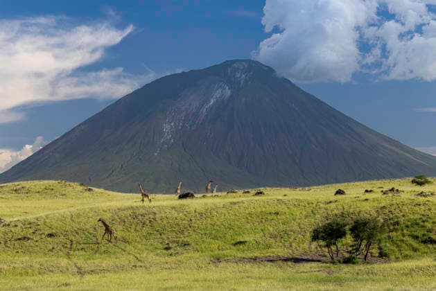 Creative Highlights World Giraffes Beneath Tanzania?s Great Volcano Mtowabaga, Mkoa wa Arusha, Tanzania CR_JFZH260614-2013752-01