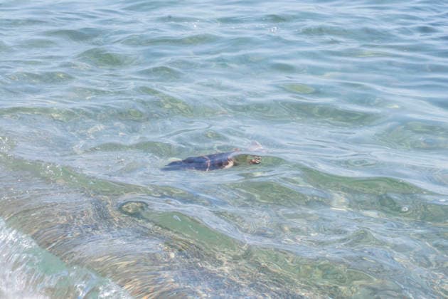 Release of several loggerhead turtles in Mojacar Almeria Loggerhead turtle specimen on the Rumina beach in Mojacar, Almeria Andalucia, Spain 15 JUNE 2026 Marian Leó Mojacar, Almeria Andalucia, Spain Mojacar, Almeria Andalucia, Spain  Copyright: xMarianxLeonx 7598619