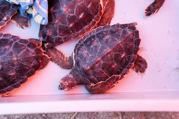Release of several loggerhead turtles in Mojacar Almeria Loggerhead turtles for their release on Rumina beach in Mojacar, Almeria Andalucia, Spain 15 JUNE 2026 Marian Leó Mojacar, Almeria Andalucia, Spain Mojacar, Almeria Andalucia, Spain  Copyright: xMarianxLeonx 7598652