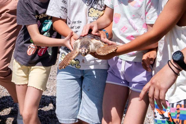 Release of several loggerhead turtles in Mojacar Almeria Image of the release of several loggerhead turtles on the Rumina beach in the town of Mojacar Almeria June 15, 2026 in Mojacar, Almeria Andalusia, Spain The 27 loggerhead sea turtles Caretta caretta that have been released today come from the nesting of a female on the beach of Piedra Villazar in Mojacar Almeria in June 2025 The 27 specimens are part of the original incubation chamber of this nesting, in which 99 eggs were found deposited, as indicated by the Junta in a note The turtles are over 1.2 kilos and are in good physical and sanitary condition for their release 15 JUNE 2026 Marian Leó Mojacar, Almeria Andalucia, Esp Mojacar, Almeria Andalucia, Espana  Copyright: xMarianxLeonx 7598907