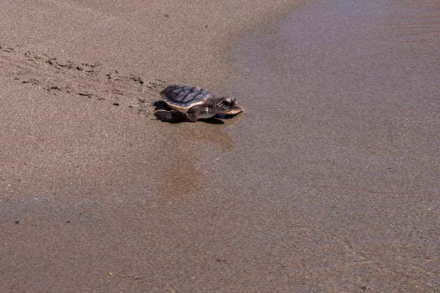 Release of several loggerhead turtles in Mojacar Almeria Image of the release of several loggerhead turtles on the Rumina beach in the town of Mojacar Almeria June 15, 2026 in Mojacar, Almeria Andalusia, Spain The 27 loggerhead sea turtles Caretta caretta that have been released today come from the nesting of a female on the beach of Piedra Villazar in Mojacar Almeria in June 2025 The 27 specimens are part of the original incubation chamber of this nesting, in which 99 eggs were found deposited, as indicated by the Junta in a note The turtles are over 1.2 kilos and are in good physical and sanitary condition for their release 15 JUNE 2026 Marian Leó Mojacar, Almeria Andalucia, Esp Mojacar, Almeria Andalucia, Espana  Copyright: xMarianxLeonx 7598913