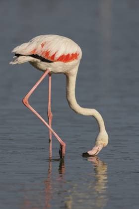 Creative Highlights World Rosaflamingo (Phoenicopterus roseus) in den Sümpfen der Carmargue in Südfrankreich. Rosaflamingo (Phoenicopterus roseus) bei der Nahrungsaufnahme im seichten Wasser einer Lagune in der Camargue, Frankreich Rosaflamingo (Phoenicopterus roseus) in den Sümpfen der Carmargue in Südfrankreich. Greater flamingo (Phoenicopterus roseus) feeding in the shallow water of a lagoon in the Camargue, France Copyright: imageBROKER áõ ibxiqx17956710.jpg