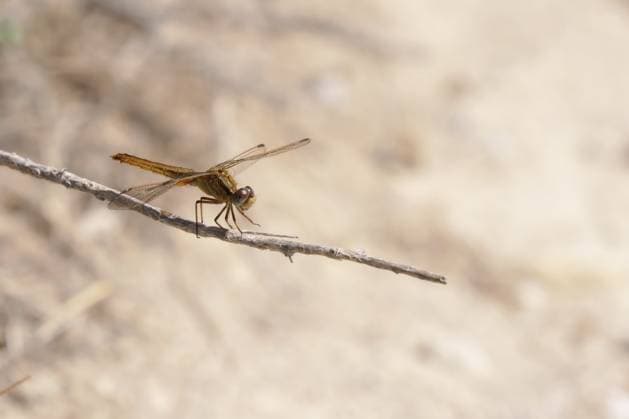 Creative Highlights World Weibchen der Feuerlibelle (Crocothemis erythraea) sitzt auf einem Grashalm in der Camargue, Südfrankreich. Weibchen der Feuerlibelle (Crocothemis erythraea) sitzt auf einem Zweig in der Camargue, Frankreich Weibchen der Feuerlibelle (Crocothemis erythraea) sitzt auf einem Grashalm in der Camargue, Südfrankreich. Female Scarlet dragonfly (Crocothemis erythraea) sitting on a twig in the Camargue, France Copyright: imageBROKER áõ ibxiqx17956892.jpg