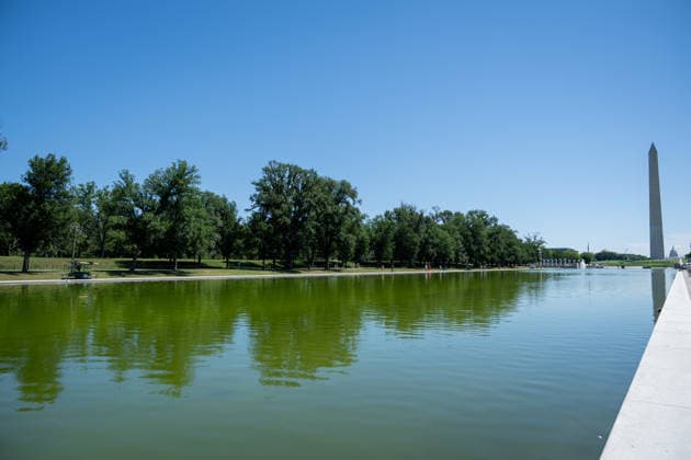 June 16, 2026, Washington, District Of Columbia, United States: Green algae is visible in the water of the Lincoln Memorial Reflecting Pool in Washington, D.C., shortly after the historic pool was refilled following a major rehabilitation project. Maintenance and cleanup efforts are continuing as officials work to address the algae growth. Washington United States  - ZUMAk206 20260616_znp_k206_012 Copyright: xMattxKaminskyx