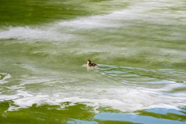 June 16, 2026, Washington, District Of Columbia, United States: A baby duck swims through patches chemicals to remove green algae in the Lincoln Memorial Reflecting Pool in Washington, D.C. The algae appeared shortly after the historic pool was refilled following a major rehabilitation project as maintenance and cleanup efforts continue. Washington United States - ZUMAk206 20260616_znp_k206_009 Copyright: xMattxKaminskyx