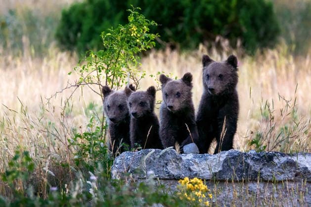 July 2, 2020, Villalago, AQ, Italy: Marsican bear cubs, a protected species typical of central Italy. Animals in the wild in their natural habitat, in the Abruzzo region of Italy. Villalago Italy - ZUMAp133 20200702_zaa_l354_303 Copyright: xGennaroxLeonardix