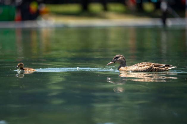 Ducks swim through the newly repainted Lincoln Memorial Reflecting Pool on the National Mall in Washington, DC on Wednesday, June 17, 2026. The Trump Administration spent $16 million to paint the bottom of the pool American flag blue and as part of an effort to repair Washington landmarks in for preparation the country s 250th birthday this summer.  WAP20260617321 BONNIExCASH