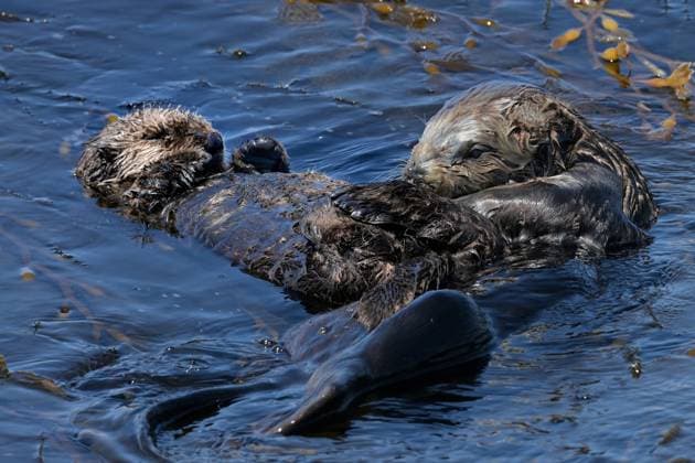 June 17, 2026, Pacific Grove, California, US: Sea Otter (Enhydra lutris nereis) Mum Tucks in Pup for a Snooze Pacific Grove US - ZUMAm225 20260617_zap_m225_001 Copyright: xRoryxMerryx