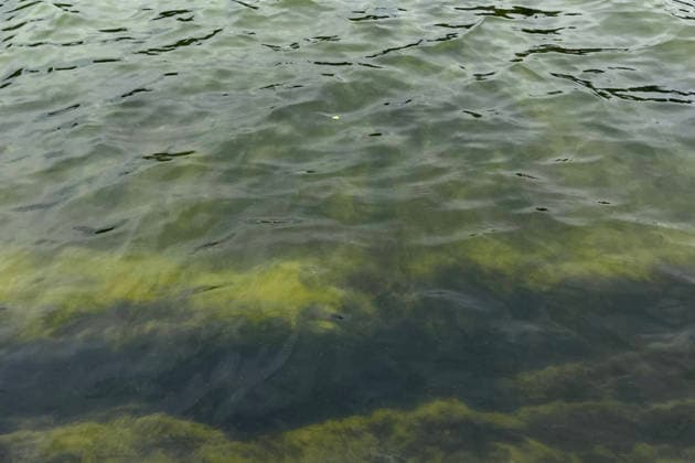 Photograph showing algae in the water of the pond located in front of the Abraham Lincoln Memorial, in Washington, USA, 18 June 2026. Algae return to Washington s reflecting pool after Trump s renovation !ACHTUNG: NUR REDAKTIONELLE NUTZUNG!  Copyright: xLeonorxTrinidadx USA1774 20260618-55020640205_1