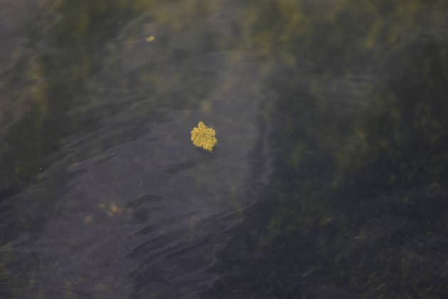 WASHINGTON, D.C. - JUNE 18: View of the Lincoln Memorial Reflecting Pool as algae has bloomed in the pool after the $14 Million Dollar renovation on June 18, 2026 in Washington D.C. Copyright: xmpi34x