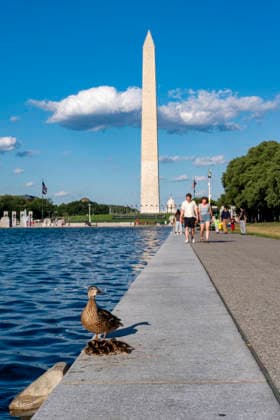 The reflecting pool in Washington - 19 Jun 2026 A duck and her ducklings stand by the side of the reflecting pool in Washington. Washington United States Copyright: xJenxGolbeckx xSOPAxImagesx _1JG6878
